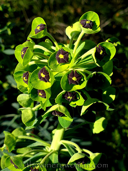 Walk_in_the_woods17_3.11.19_TWW