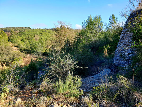 Walk_in_the_woods19_3.11.19_TWW