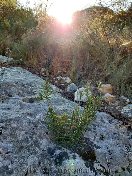 Walk_in_the_woods20_3.11.19_TWW