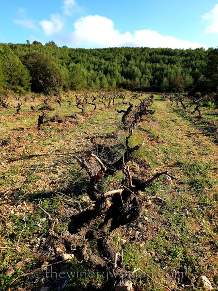 Walk_in_the_woods22_3.11.19_TWW