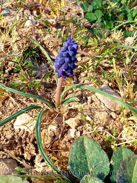 Walk_in_the_woods23_3.11.19_TWW