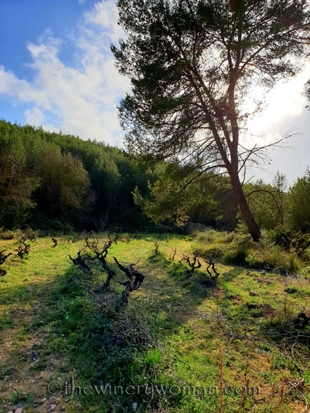 Walk_in_the_woods24_3.11.19_TWW