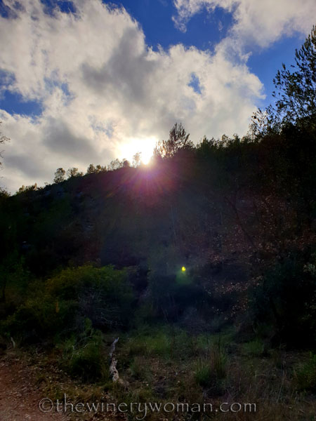 Walk_in_the_woods26_3.11.19_TWW