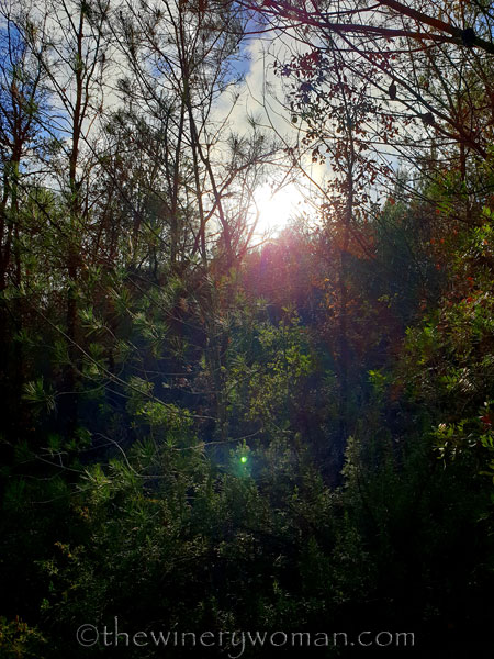 Walk_in_the_woods27_3.11.19_TWW