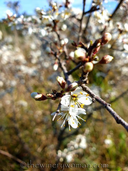 Walk_in_the_woods2_3.11.19_TWW