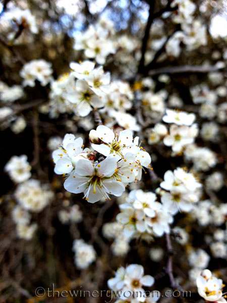 Walk_in_the_woods30_3.11.19_TWW