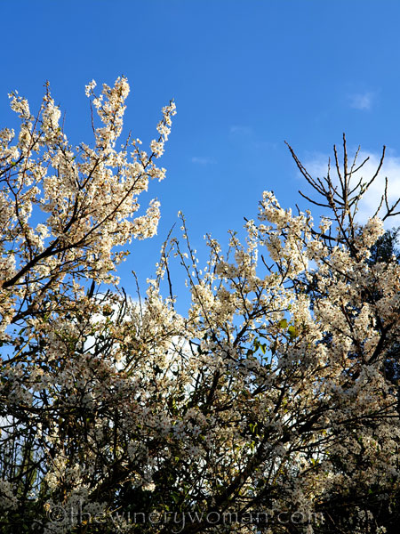 Walk_in_the_woods31_3.11.19_TWW