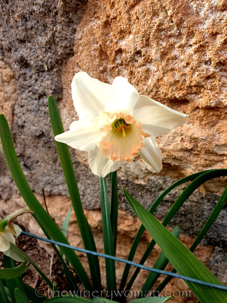 Walk_in_the_woods34_3.11.19_TWW