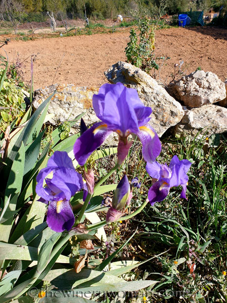 Walk_in_the_woods3_3.11.19_TWW