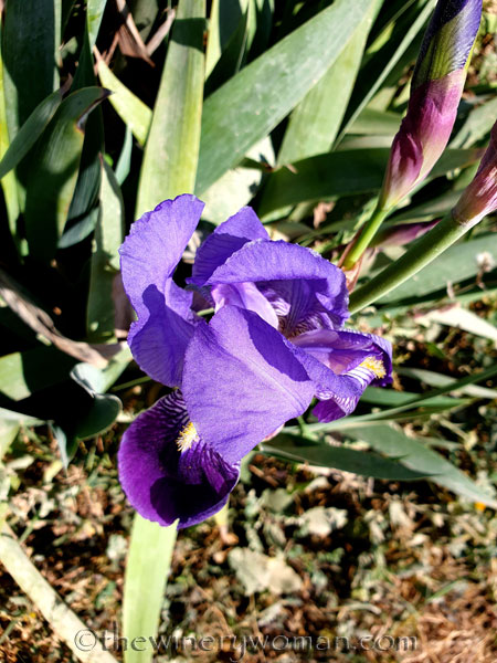 Walk_in_the_woods4_3.11.19_TWW