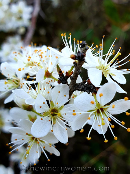 Walk_in_the_woods7_3.11.19_TWW