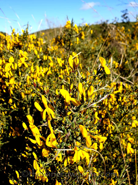 Walk_in_the_woods9_3.11.19_TWW