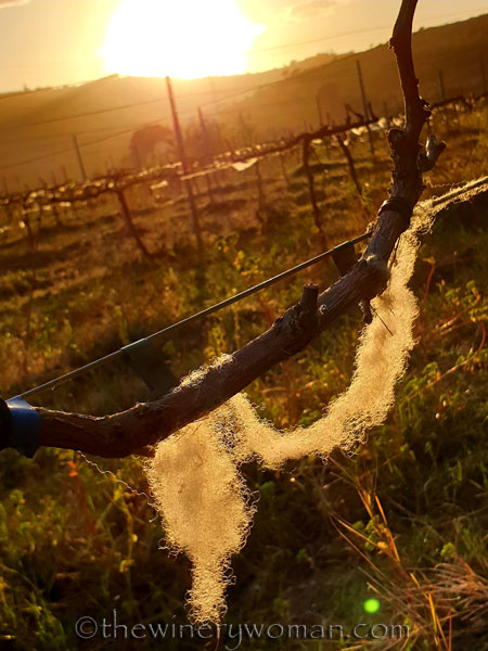 Wisps_of_wool_in_the_vineyard3_3.13.19_TWW