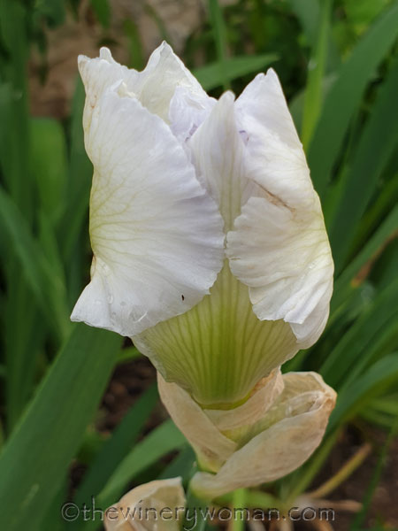 Blooming_Lane11_4.25.19-TWW