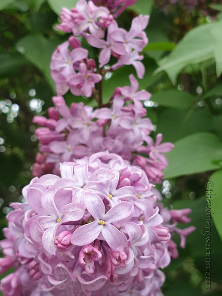 Blooming_Lane17_4.25.19-TWW