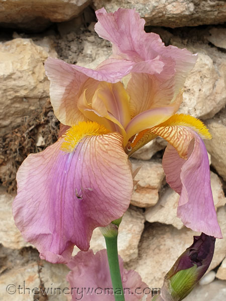 Blooming_Lane21_4.25.19-TWW