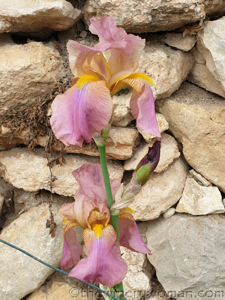 Blooming_Lane22_4.25.19-TWW