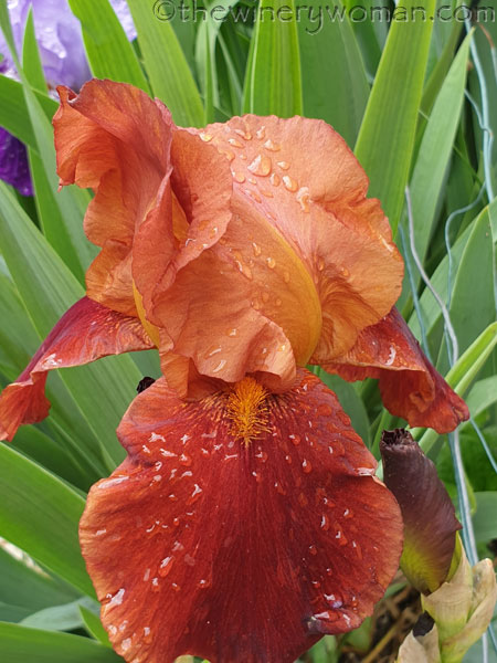 Blooming_Lane3_4.25.19-TWW