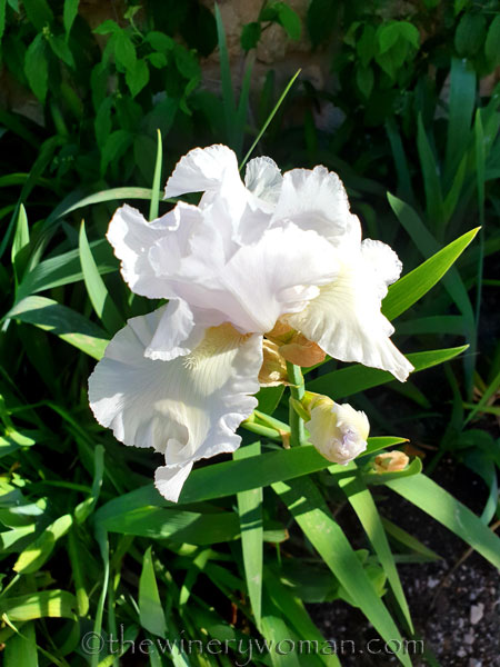 Blooming_Lane_4.26.19-TWW