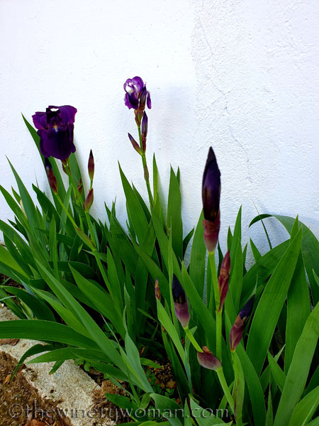 Irises5_4.13.19_TWW