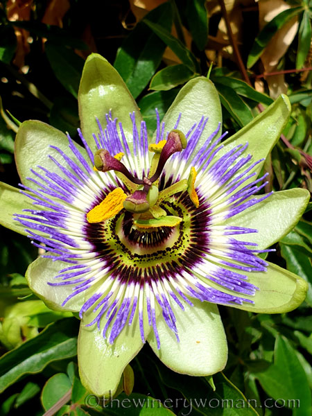 Passion_Flower_4.19.19_TWW