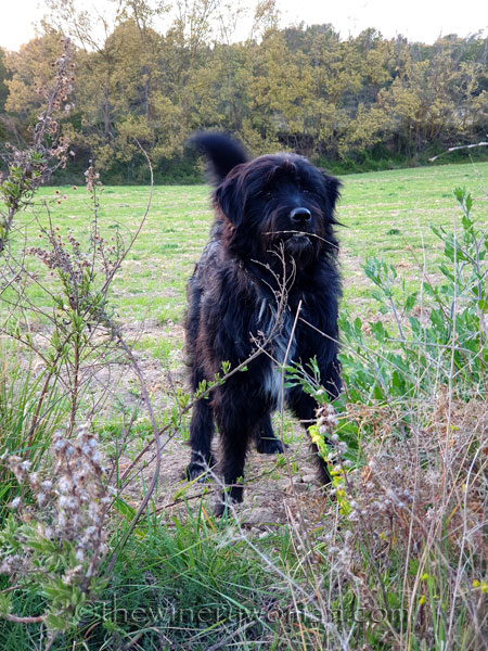 Patch_and_the_Sunset2_4.1.19_TWW