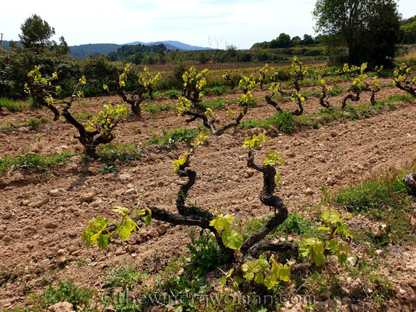 Spring_Vines10_4.14.19_TWW