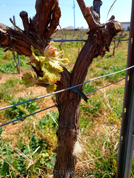 Spring_Vines11_4.12.19_TWW
