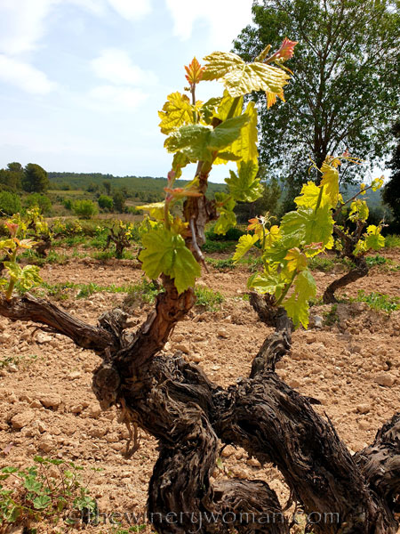 Spring_Vines11_4.14.19_TWW