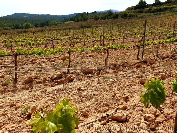 Spring_Vines14_4.14.19_TWW