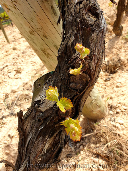 Spring_Vines18_4.14.19_TWW