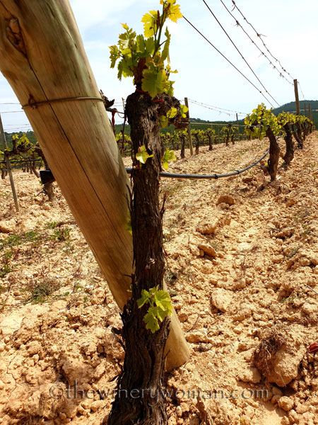 Spring_Vines19_4.14.19_TWW