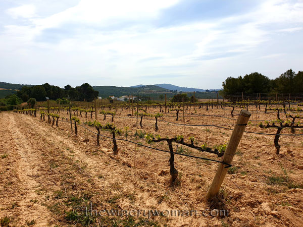 Spring_Vines20_4.14.19_TWW