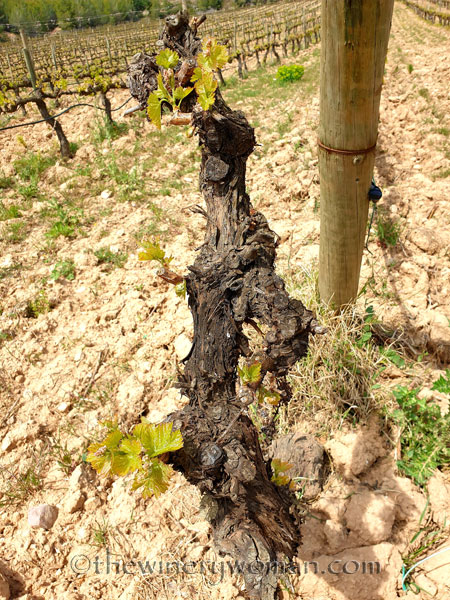 Spring_Vines21_4.14.19_TWW