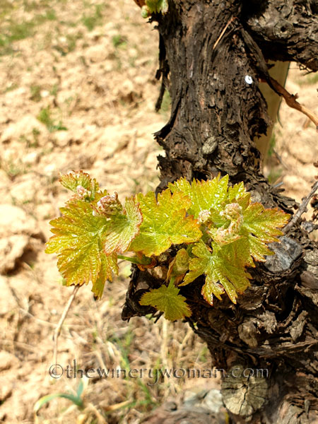 Spring_Vines22_4.14.19_TWW