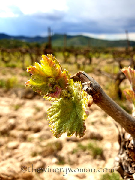 Spring_Vines2_4.12.19_TWW