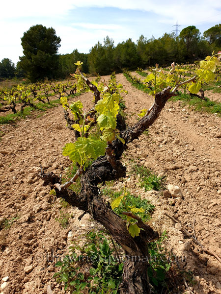 Spring_Vines2_4.14.19_TWW