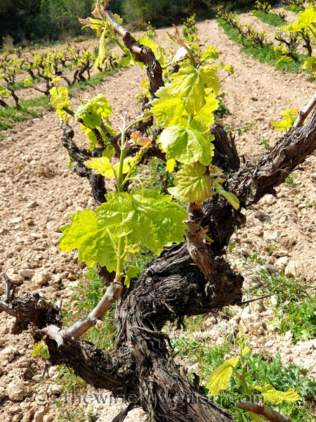 Spring_Vines3_4.14.19_TWW