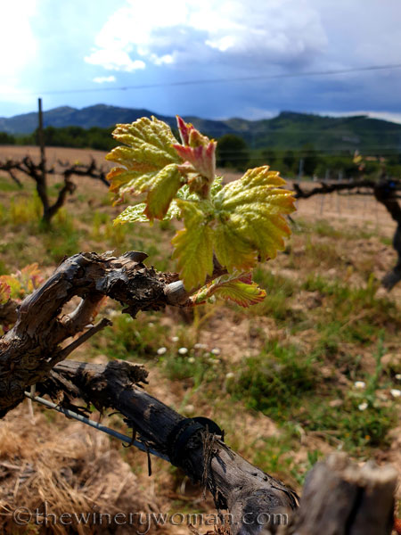 Spring_Vines4_4.12.19_TWW