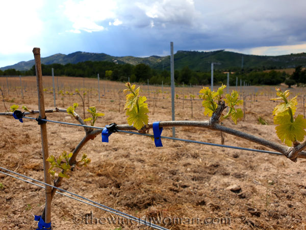 Spring_Vines7_4.12.19_TWW