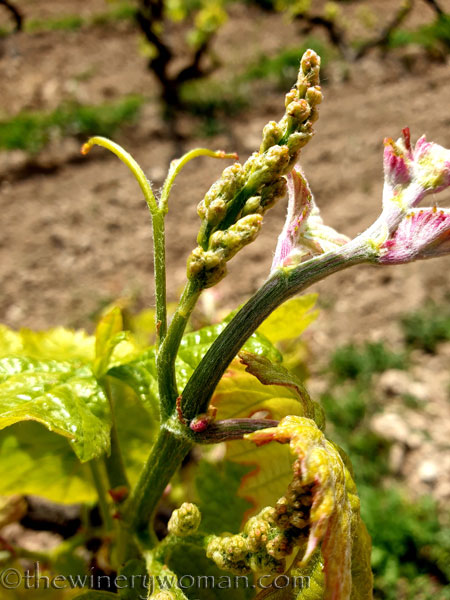 Spring_Vines7_4.14.19_TWW