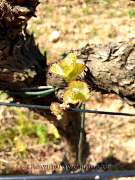 Spring_Vines8_4.12.19_TWW