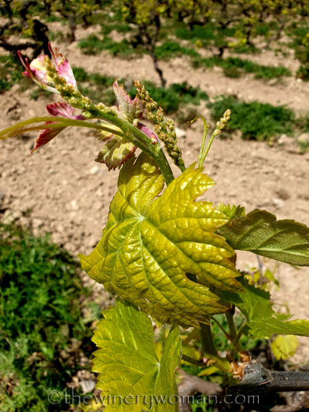 Spring_Vines8_4.14.19_TWW