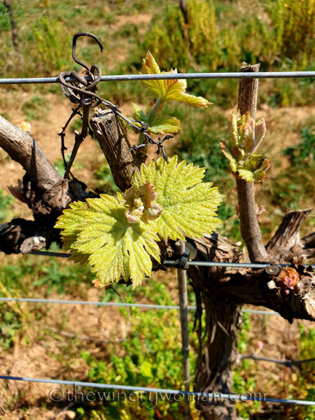 Spring_Vines9_4.12.19_TWW