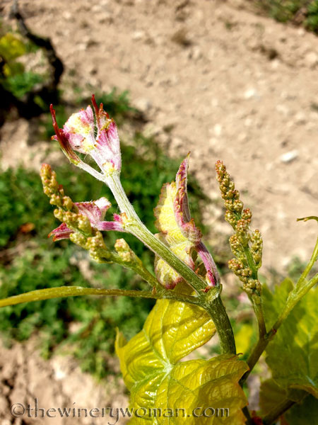 Spring_Vines9_4.14.19_TWW