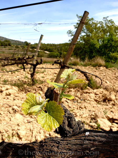 Spring_Vines_4.14.19_TWW