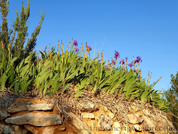 Stone_hut_Irises13_4.1.19_TWW