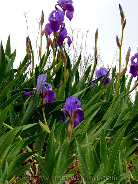Stone_hut_Irises3_3.31.19_TWW