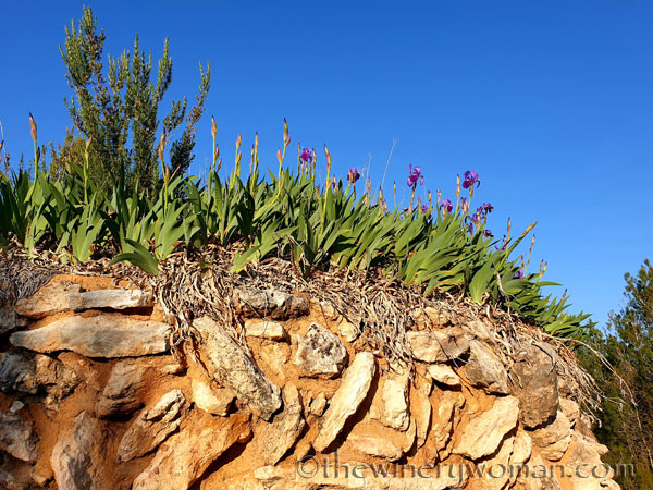 Stone_hut_Irises5_4.1.19_TWW