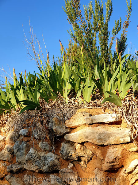 Stone_hut_Irises7_4.1.19_TWW